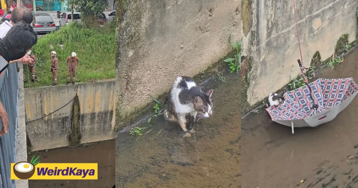 Rescatan a un gato atrapado en una profunda alcantarilla cerca de MRT Taman Equine
