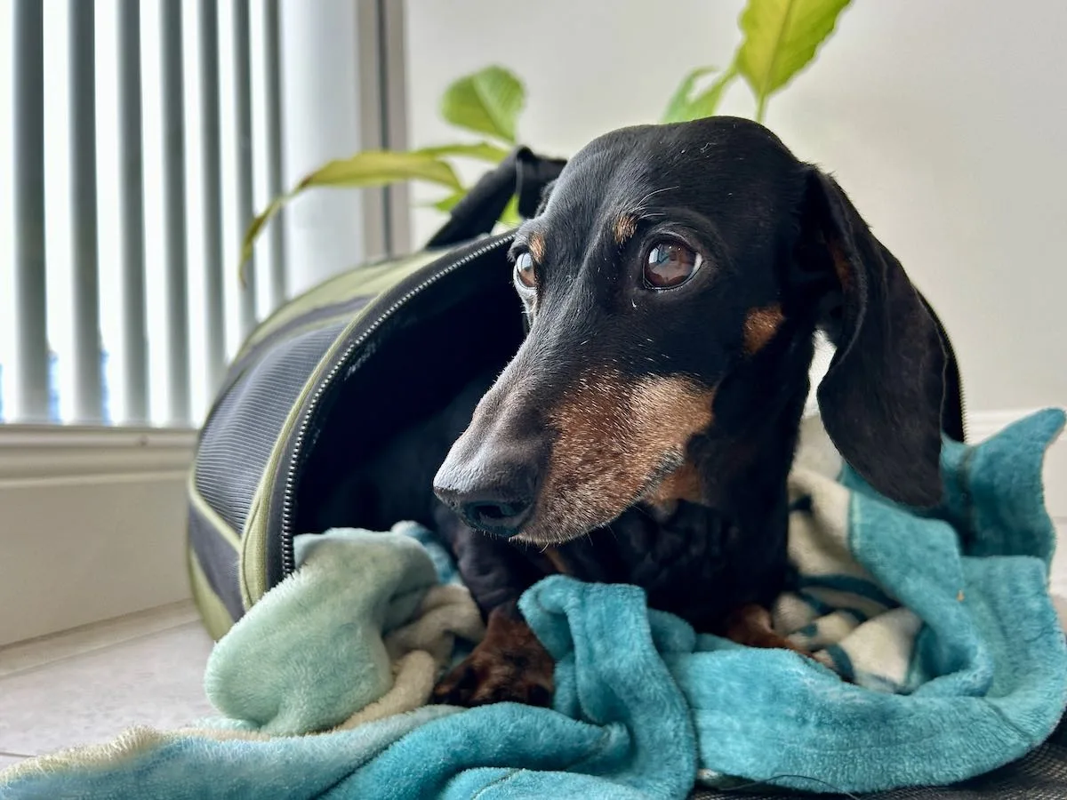 Las aerolíneas más amigables con las mascotas para viajar con tu compañero