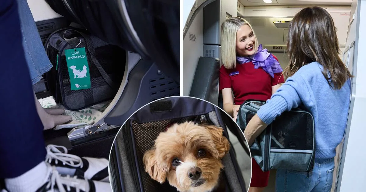 Virgin Australia amplía vuelos con mascotas en cabina y agrega nuevas rutas en Australia