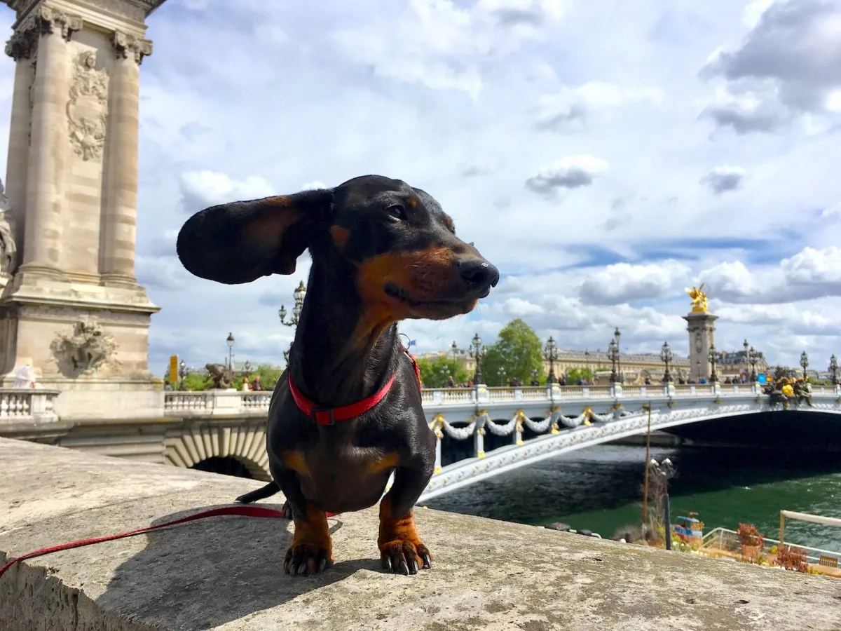 Volar con mascotas en Vueling: experiencia, requisitos y costos para perros pequeños